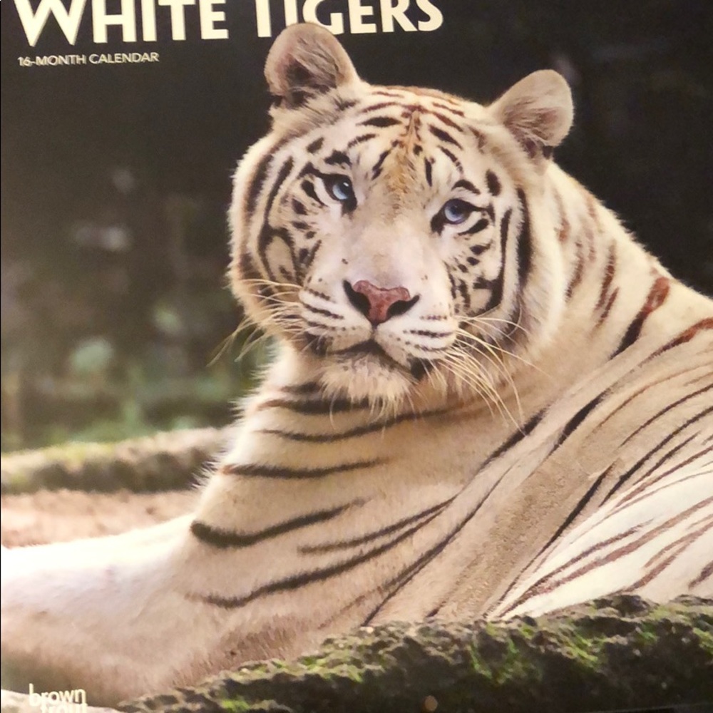 2019 White Tigers Calendar